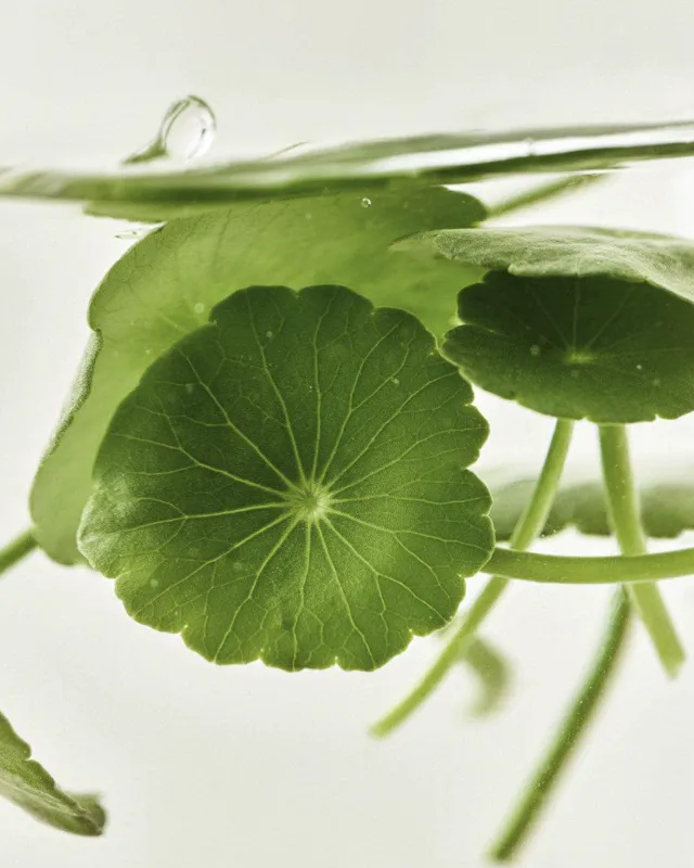 BEAUTY OF JOSEON LIGHT ON SERUM : CENTELLA + VITA C 30ML